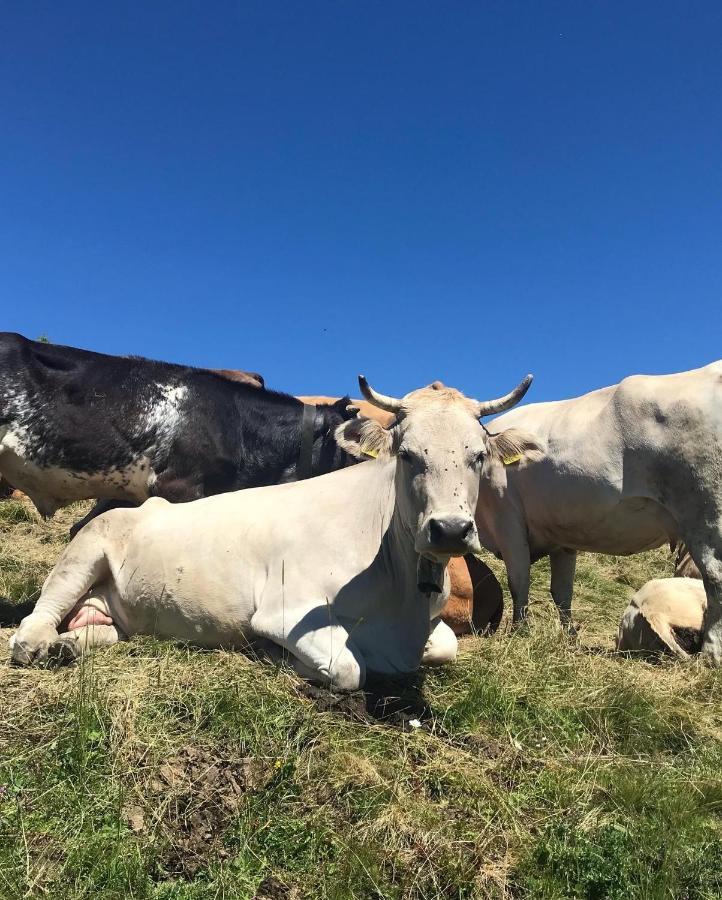 Ferienwohnung Morgentau Am Rande Der Wildnis Sibratsgfäll Exteriér fotografie