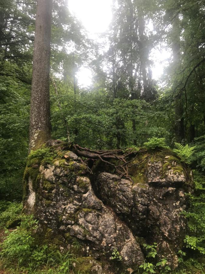 Ferienwohnung Morgentau Am Rande Der Wildnis Sibratsgfäll Exteriér fotografie